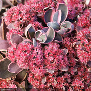 Sedum, SunSparkler Dream Dazzler Qt